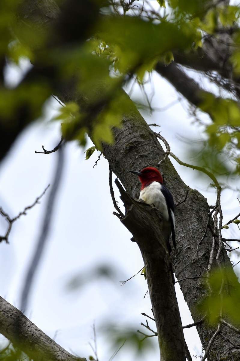 Red-headed Woodpecker - ML613941342