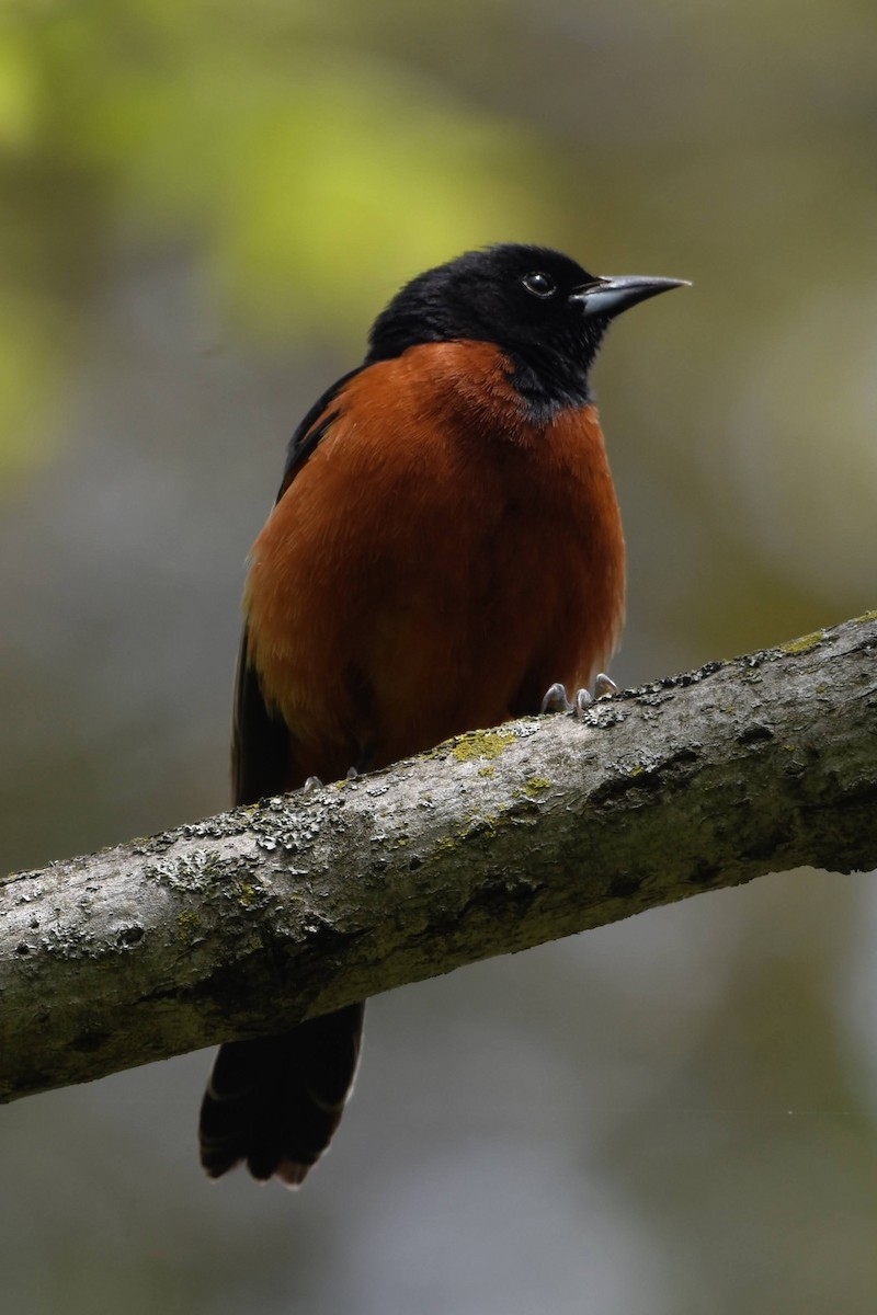 Orchard Oriole - ML613941384