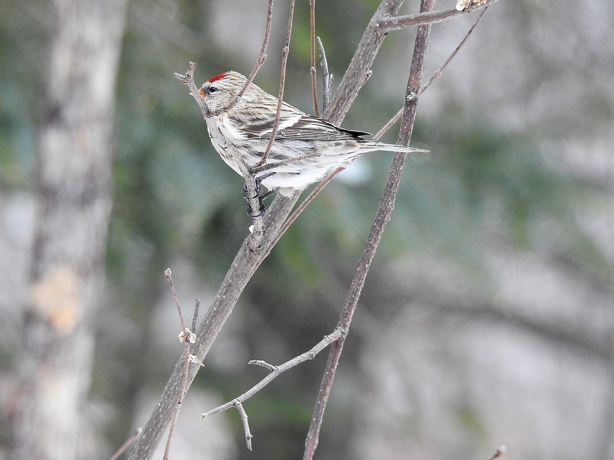 Common Redpoll - Francis Pease