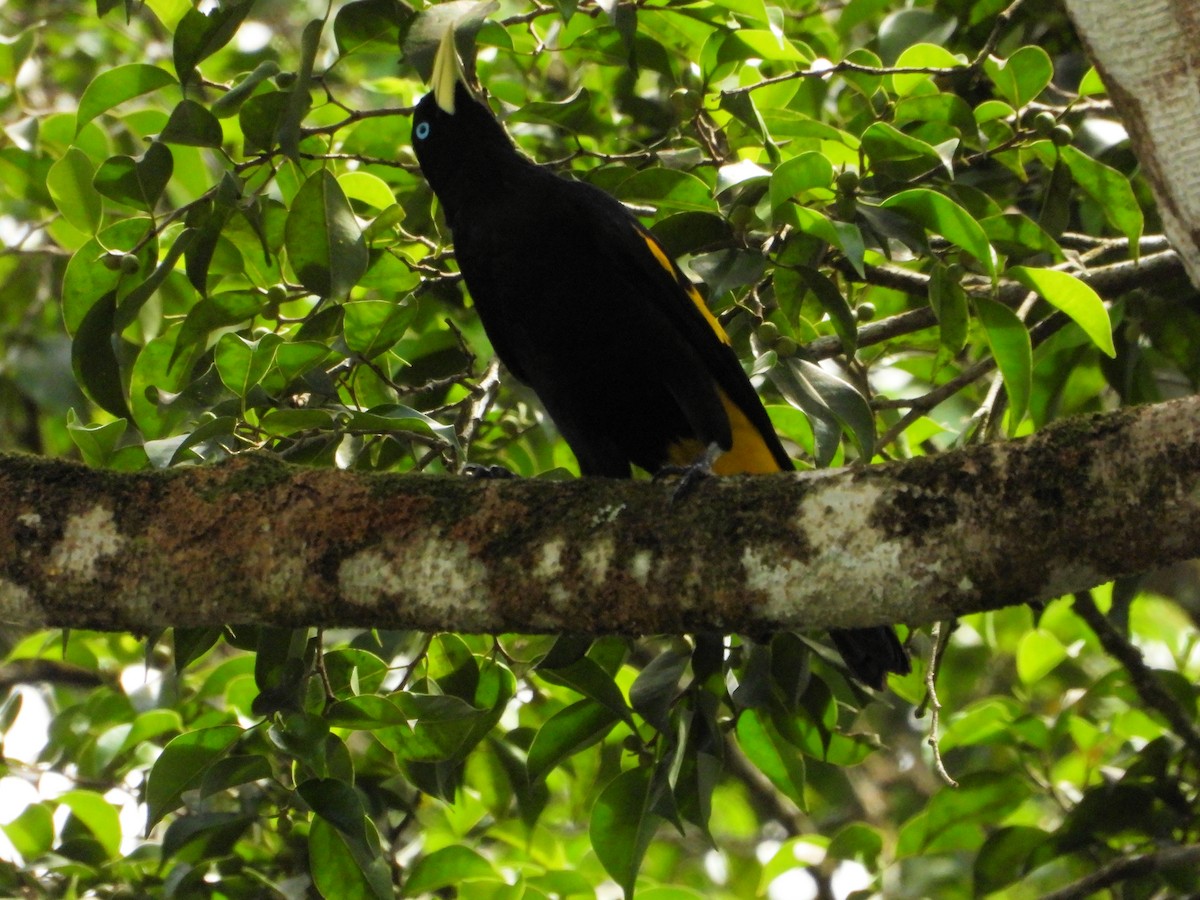 Yellow-rumped Cacique - ML613941600