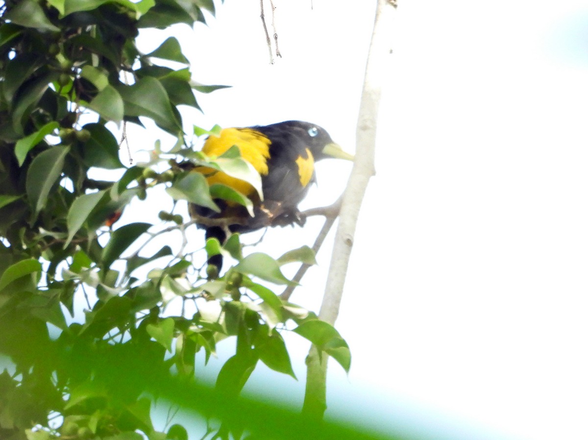 Yellow-rumped Cacique - ML613941604