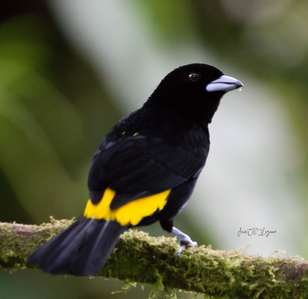 Flame-rumped Tanager - ML613941635
