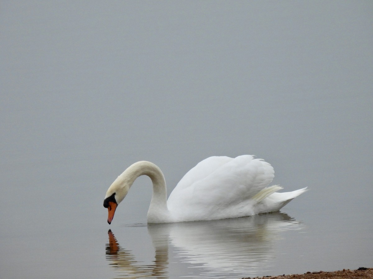 eBird Checklist 24 Jan 2024 Lake NasworthyMary Lee Park 14