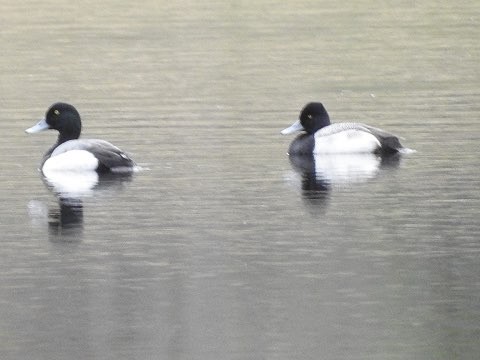 Greater Scaup - Susan Killeen
