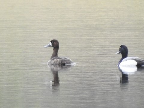 Greater Scaup - Susan Killeen