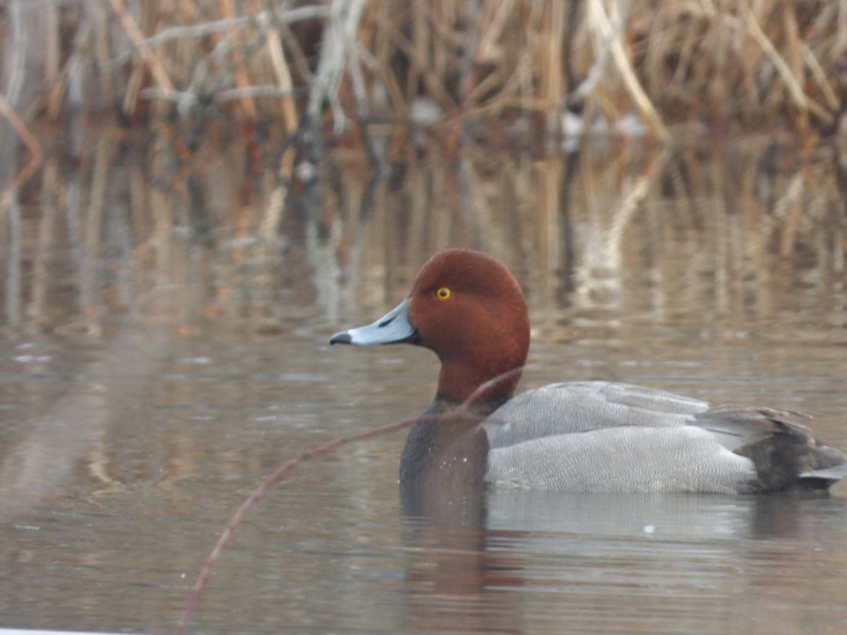 Pennsylvania Bird Atlas Checklist 24 Jan 2024 Brookside Avenue