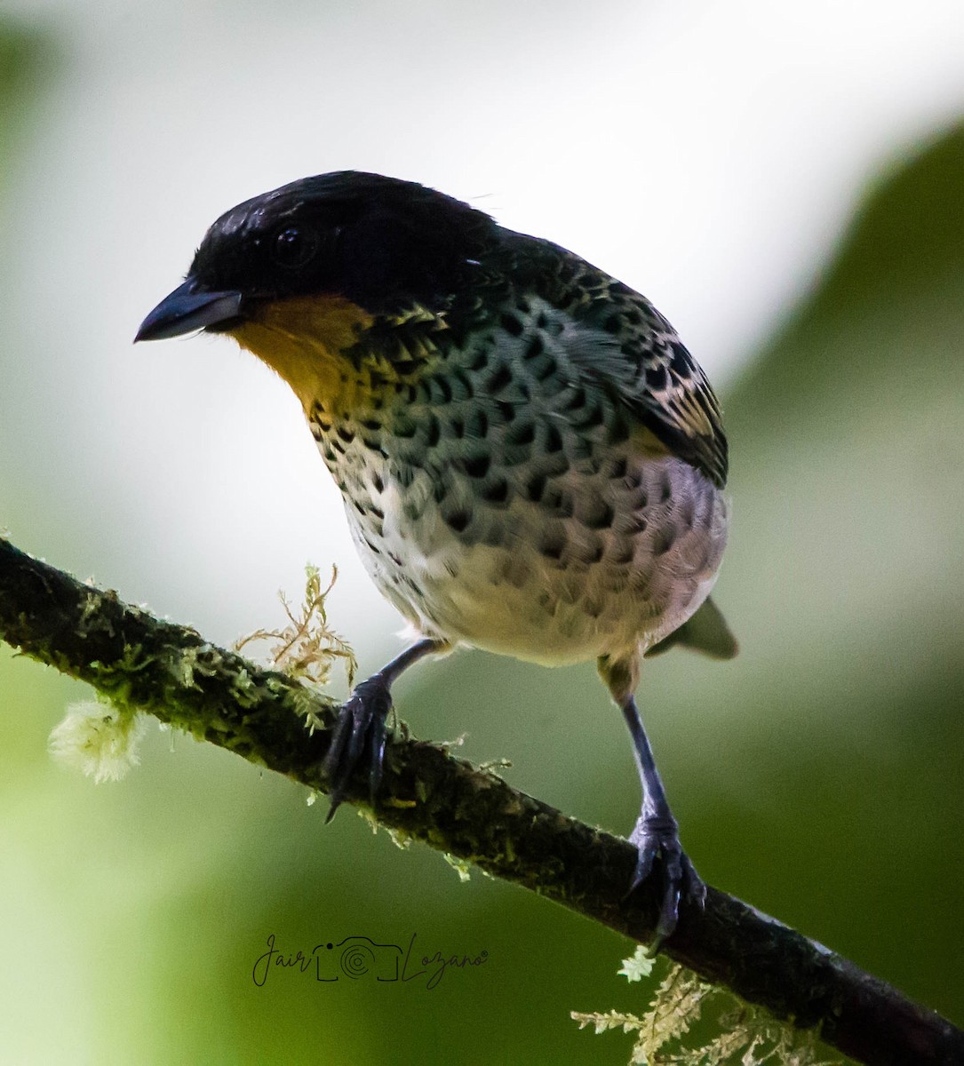 Rufous-throated Tanager - ML613942258