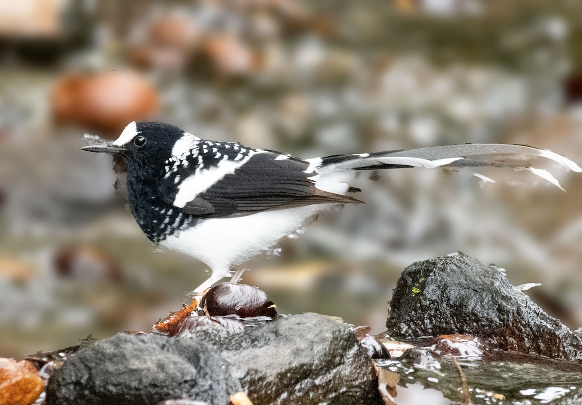 Spotted Forktail - ML613942259