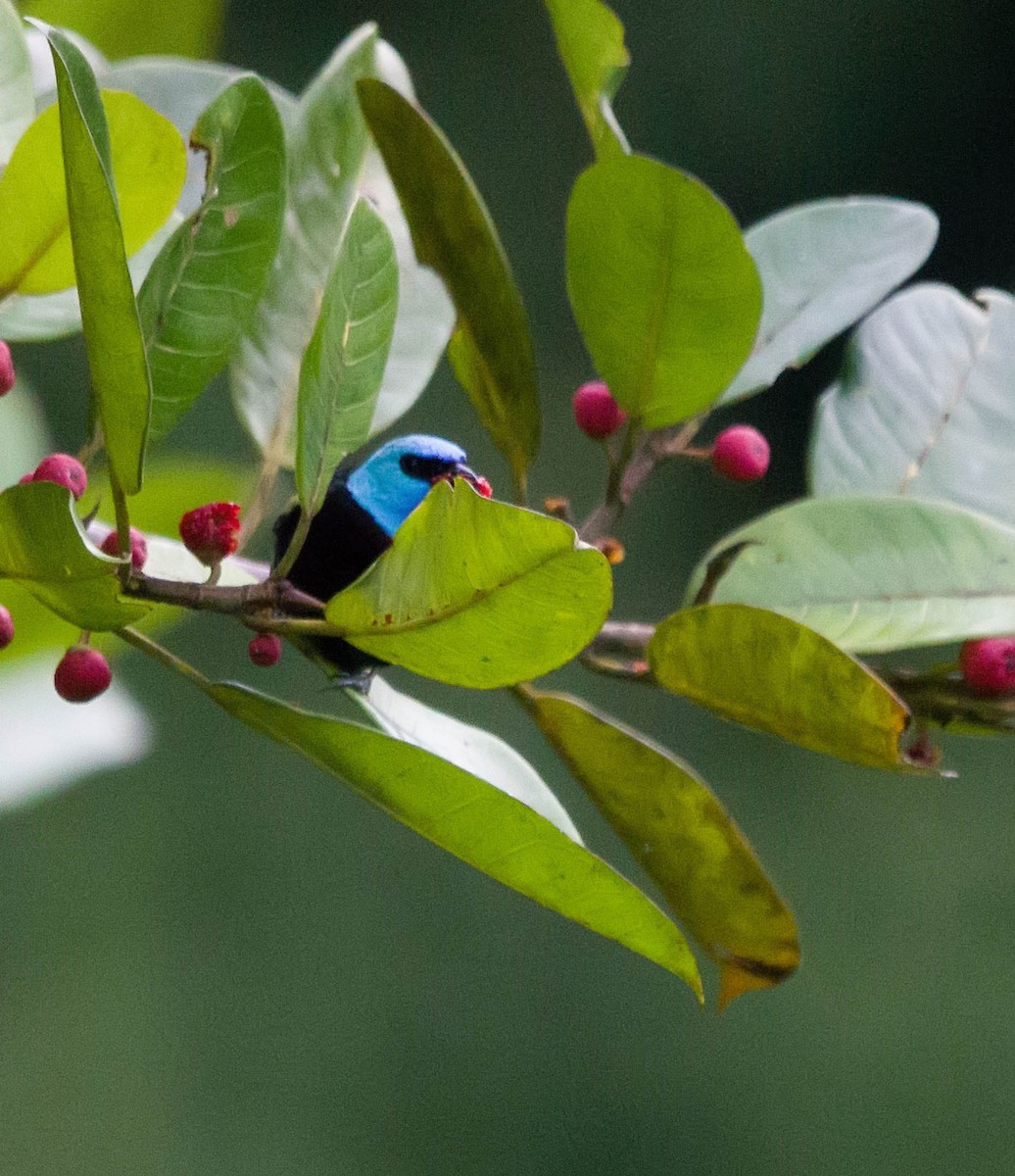 Blue-necked Tanager - ML613942292