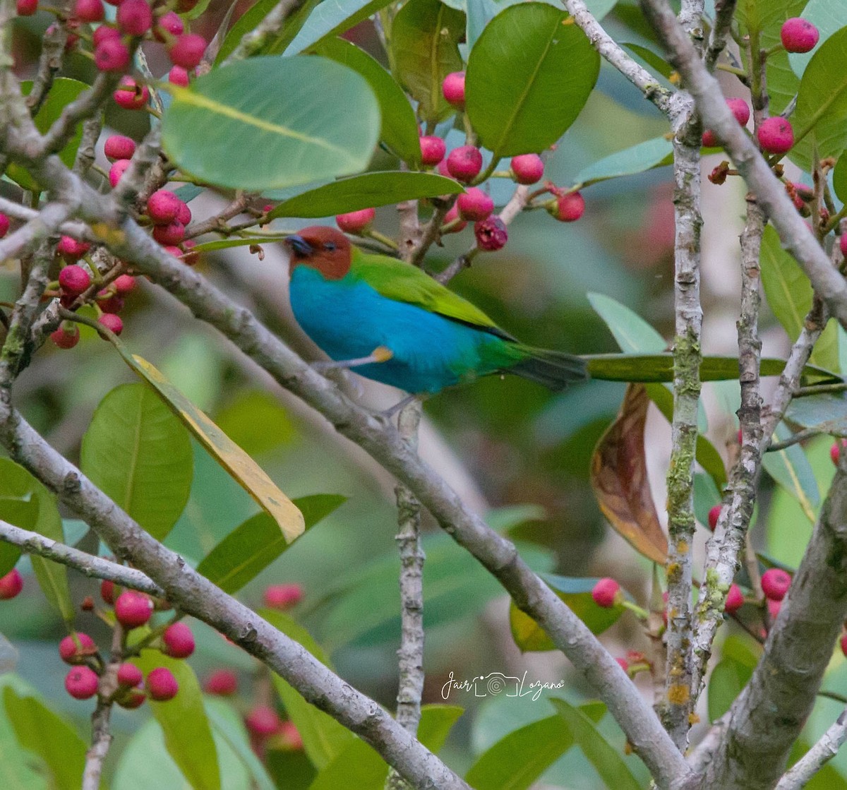 Bay-headed Tanager - ML613942307