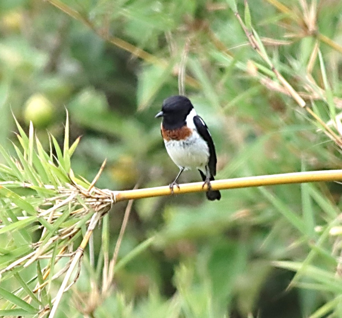 African Stonechat - ML613942392