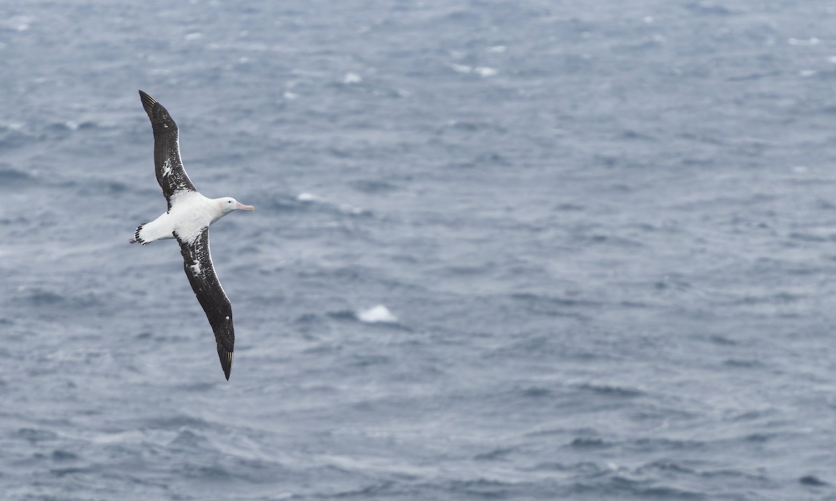 Snowy Albatross - ML613942444