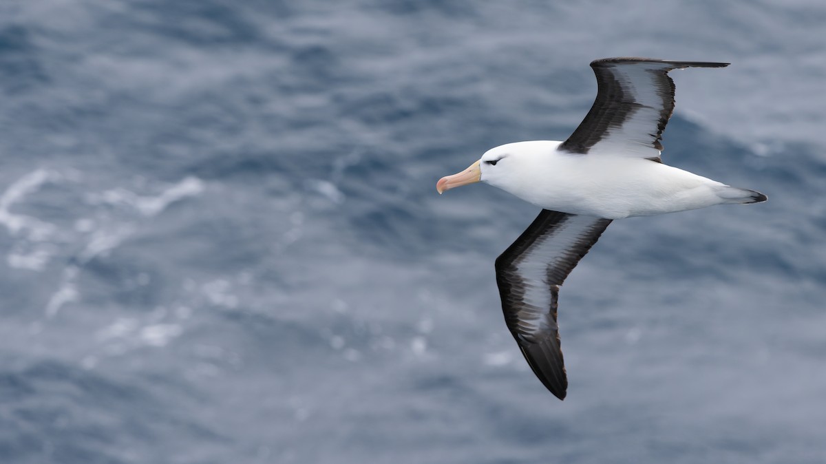 Black-browed Albatross (Black-browed) - Luke Seitz