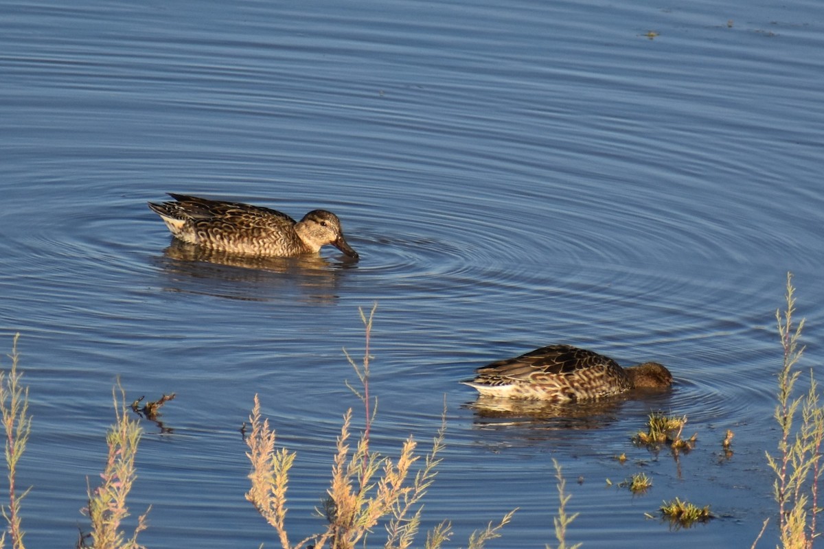 Green-winged Teal - ML613942652