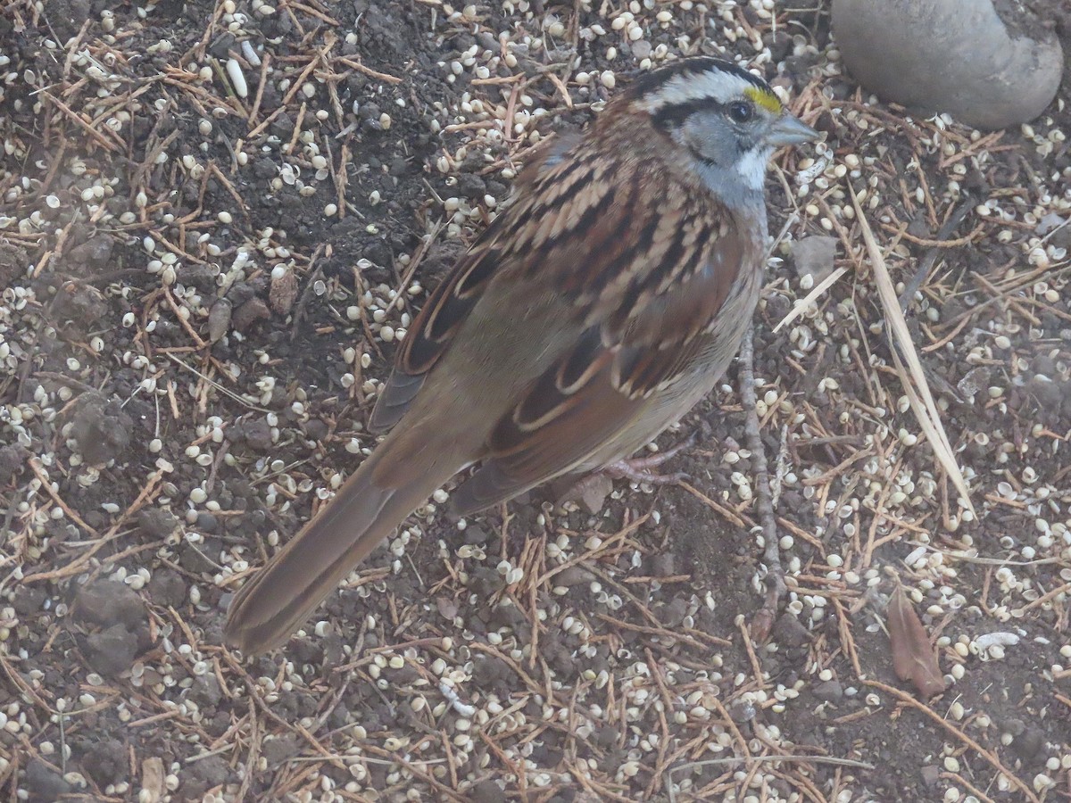 White-throated Sparrow - John Parker