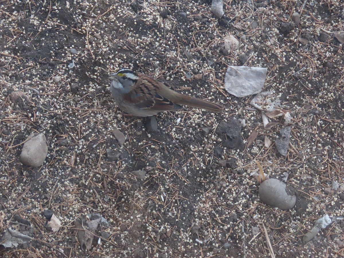 White-throated Sparrow - John Parker