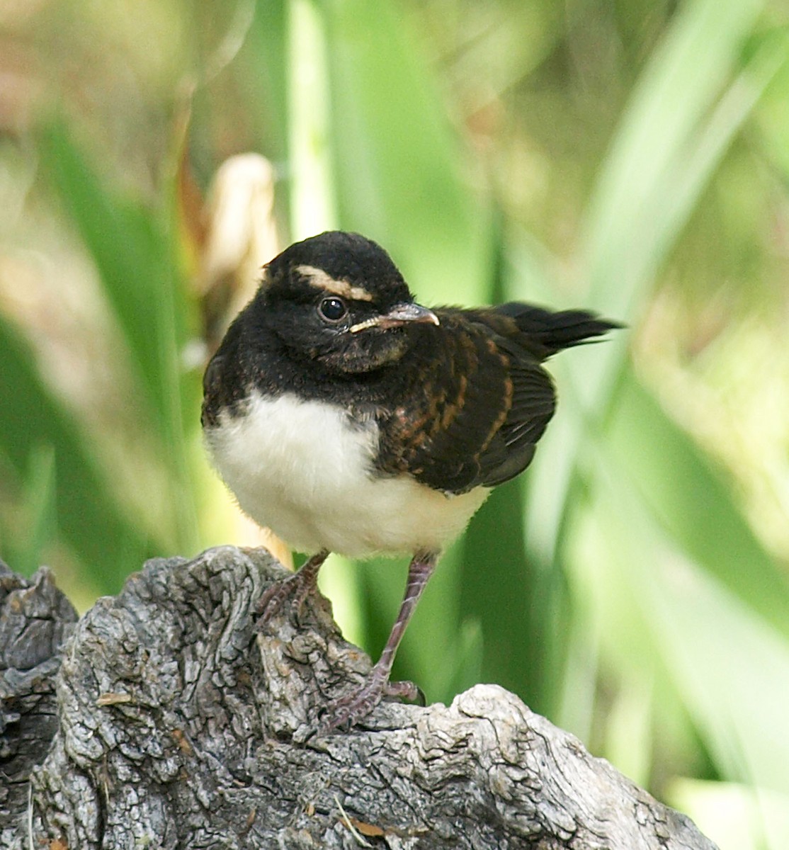 Willie-wagtail - ML613942873