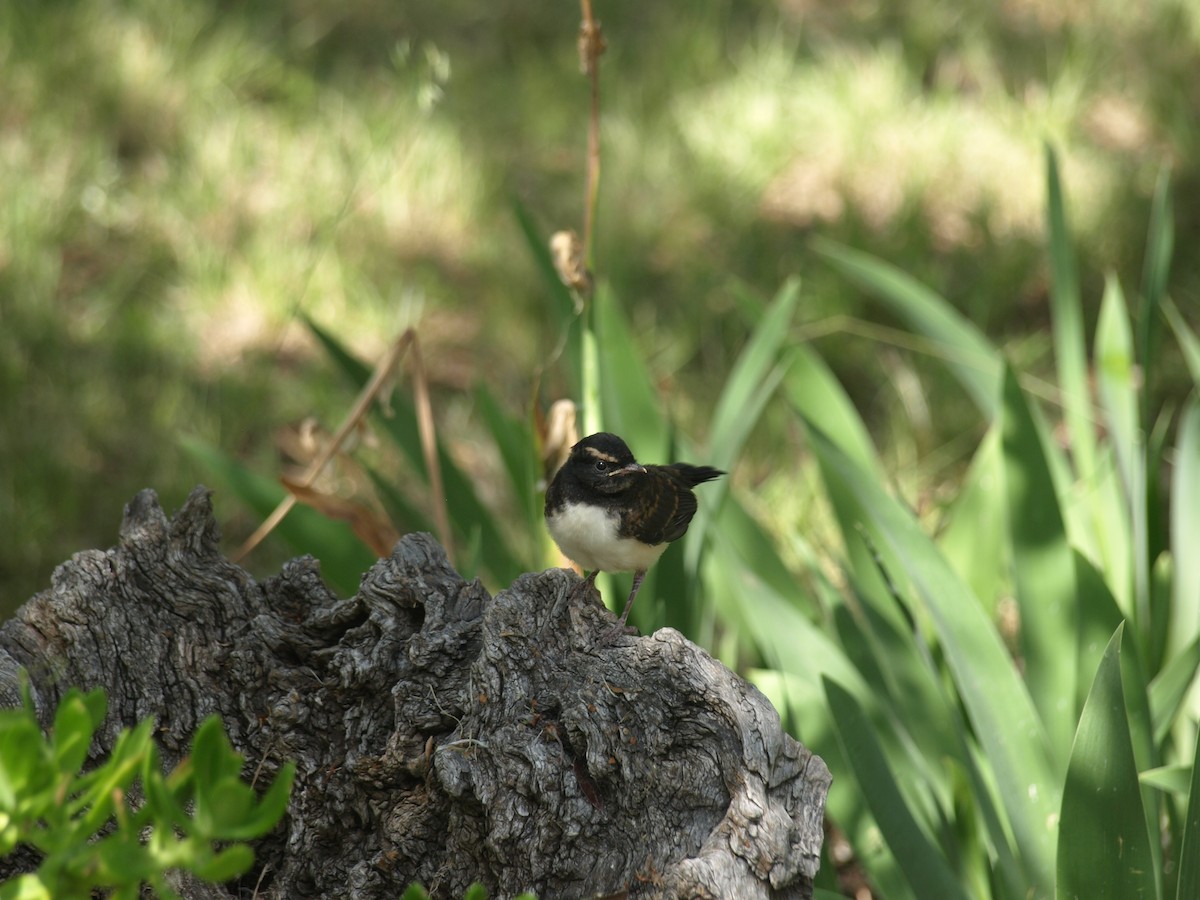 Willie-wagtail - ML613942875