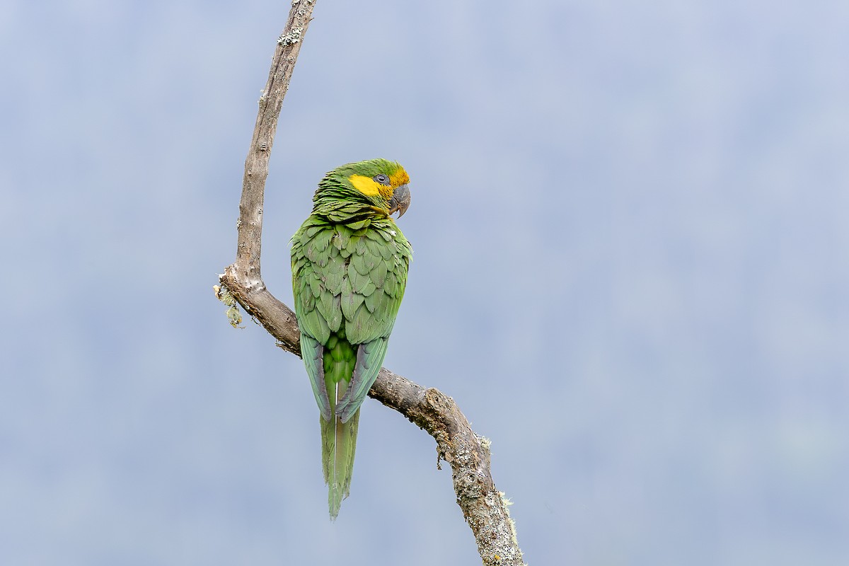 Yellow-eared Parrot - Heiler Uribe