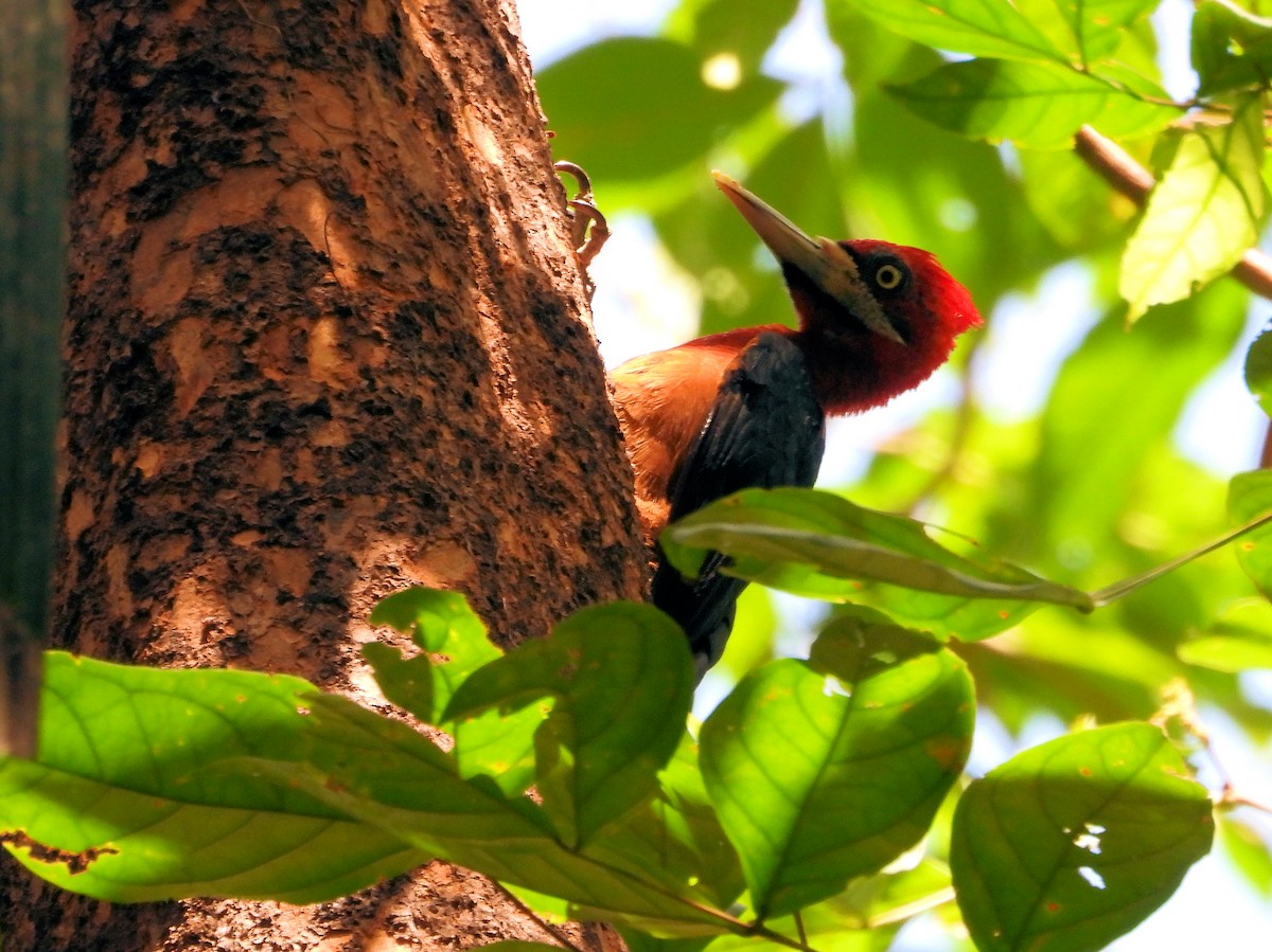 Red-necked Woodpecker - ML613942916