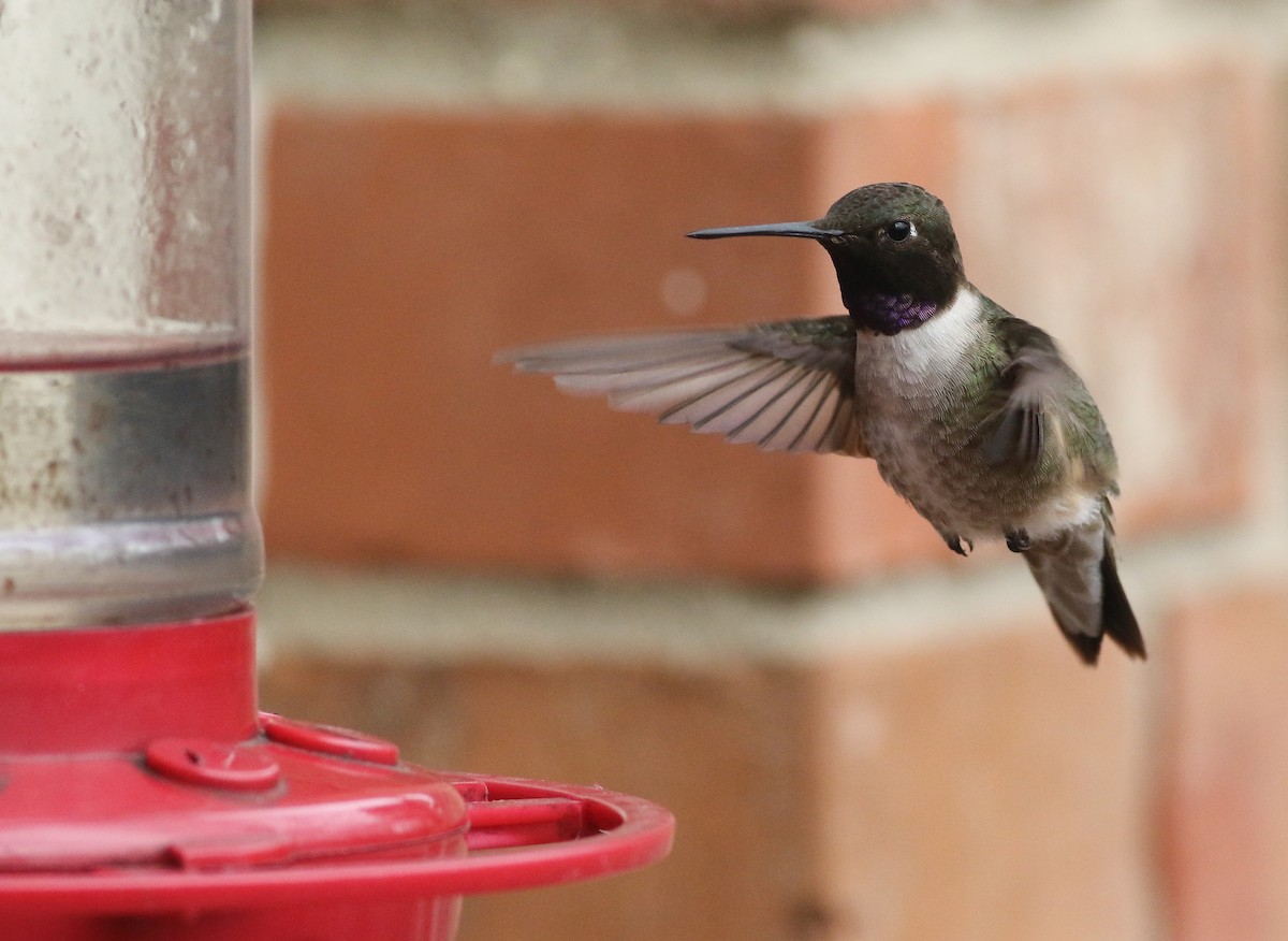 Black-chinned Hummingbird - ML613943361