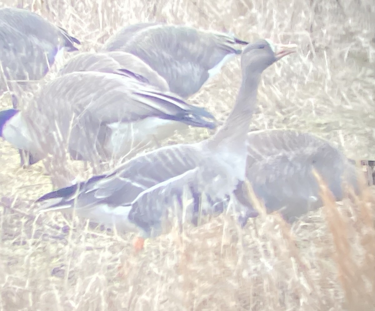 Greater White-fronted Goose - Matt Whitbeck
