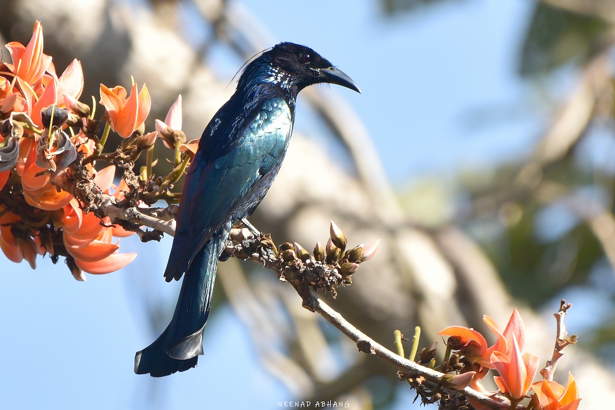 Hair-crested Drongo - ML613943722