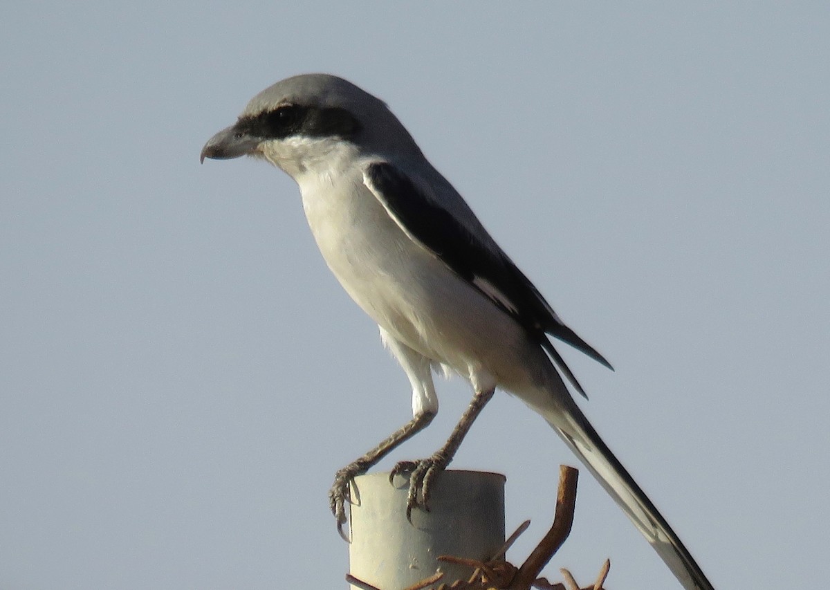 Great Gray Shrike (Arabian) - ML613943921
