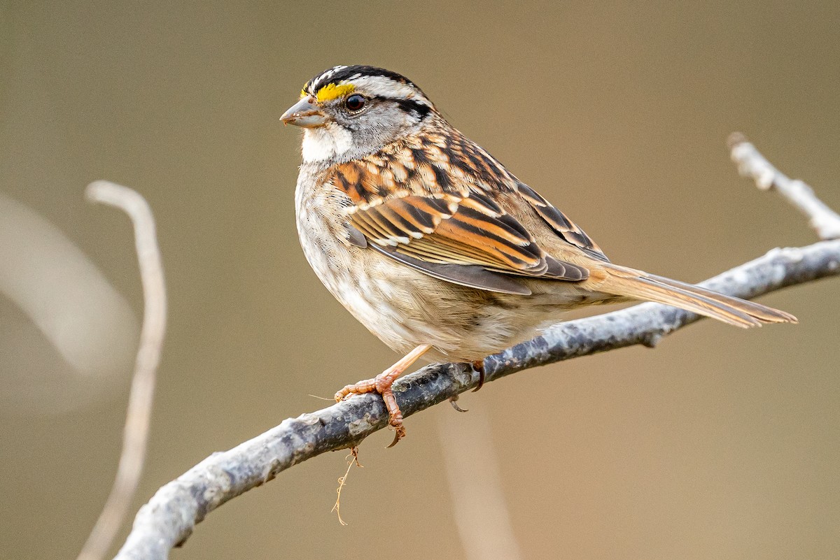 White-throated Sparrow ML613943956