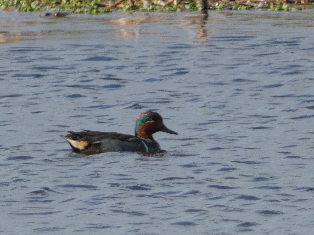 Green-winged Teal - ML613943962