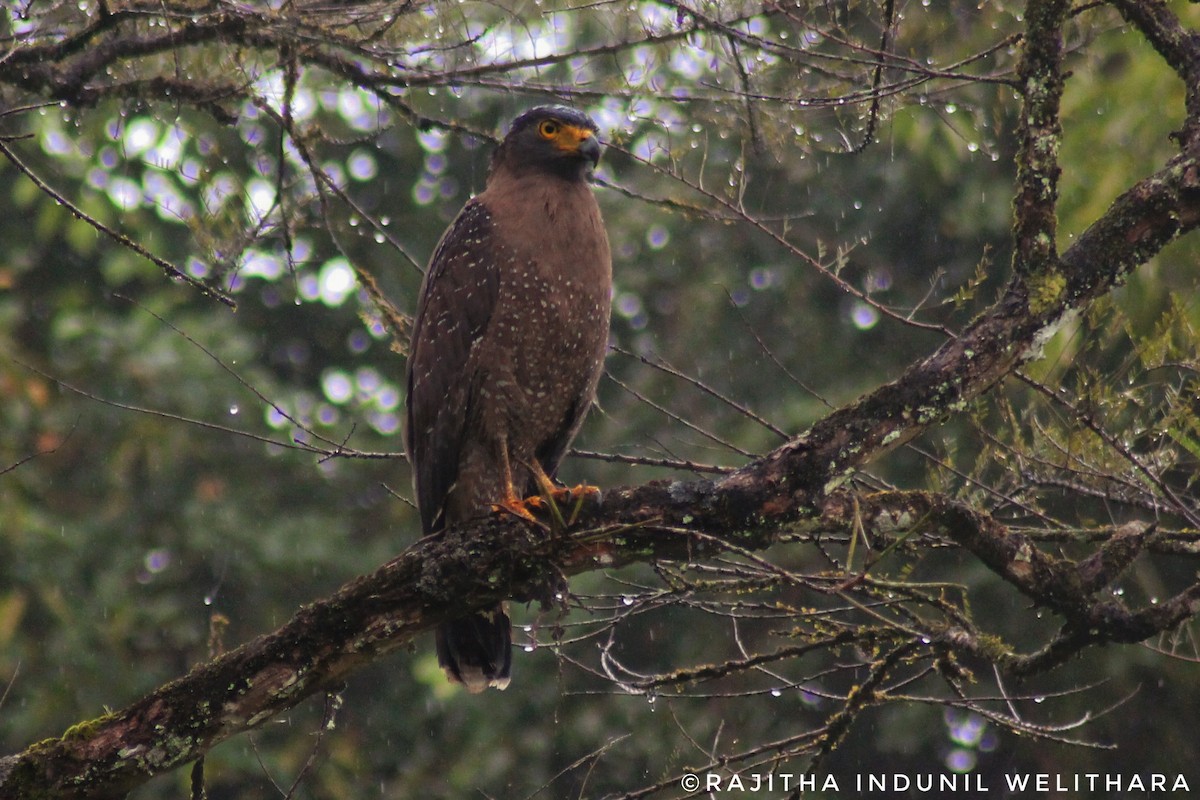 Crested Serpent-Eagle - ML613943974