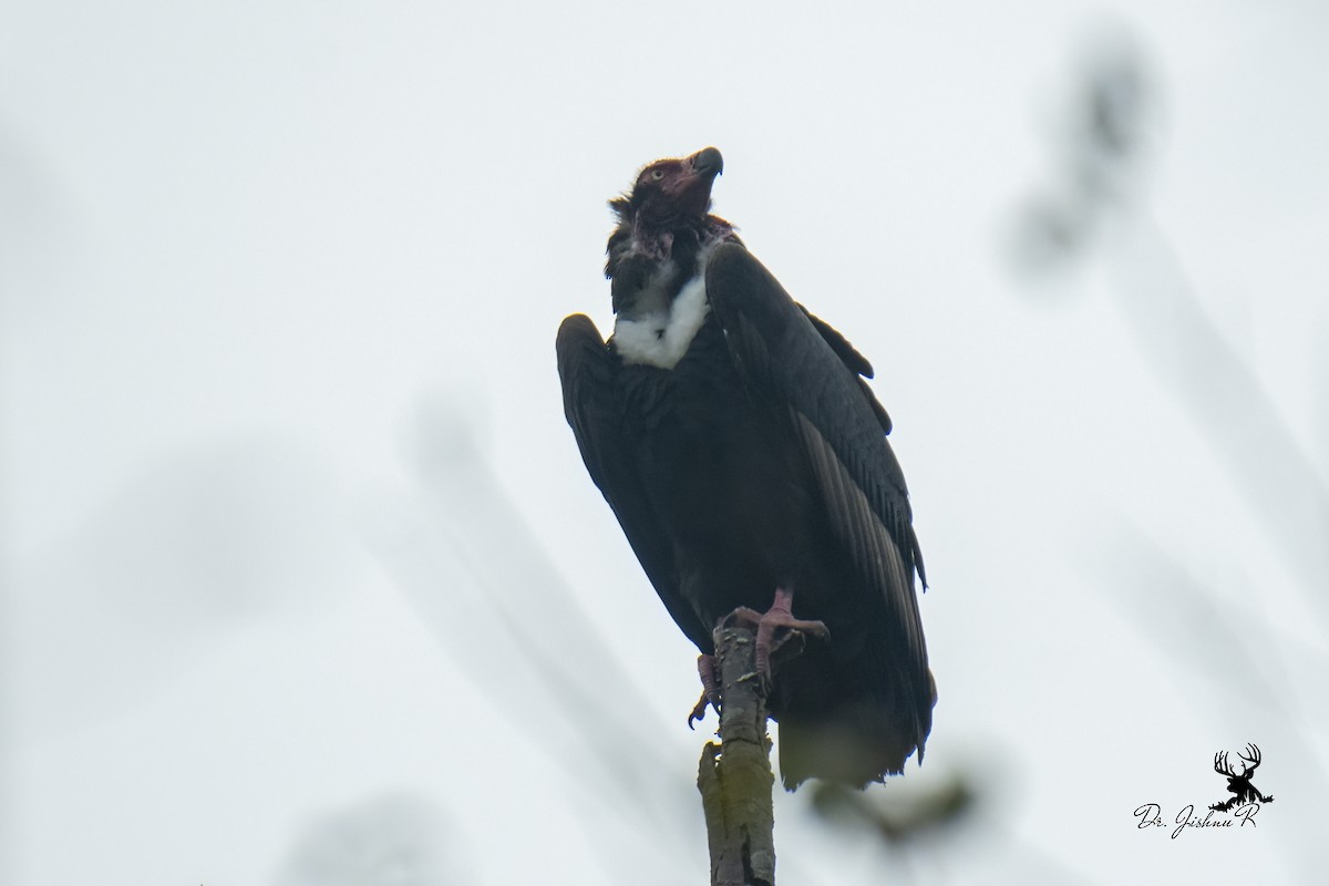 Red-headed Vulture - Dr Jishnu R