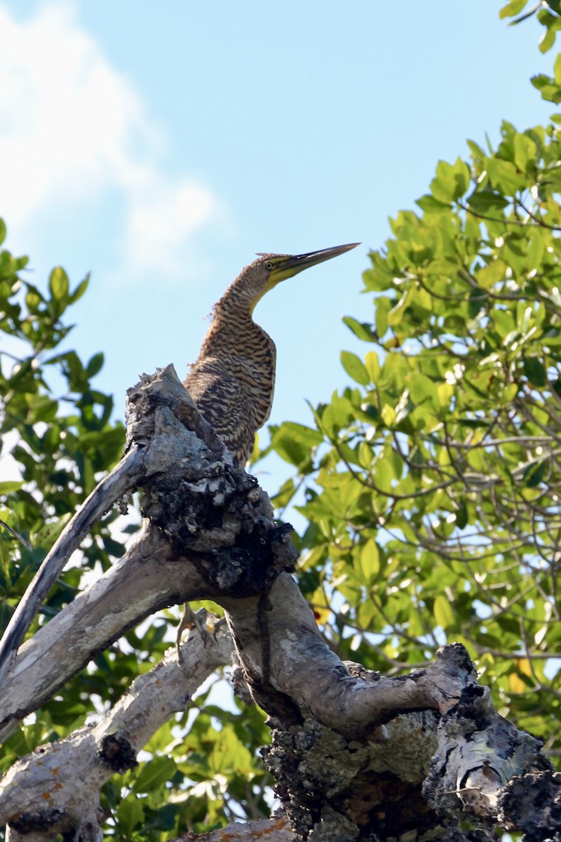 Bare-throated Tiger-Heron - Gabriel Willow