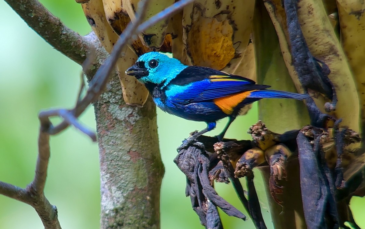 Seven-colored Tanager - ML613945046