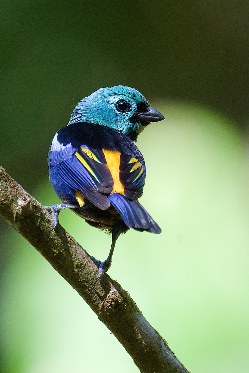 Seven-colored Tanager - William Orellana (Beaks and Peaks)