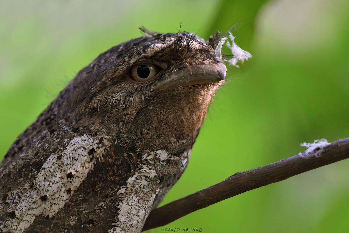 Sri Lanka Frogmouth - Neenad Abhang