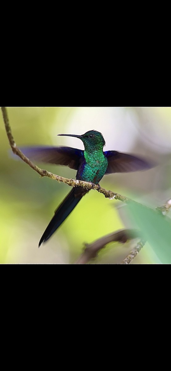 kolibřík pralesní - ML613945173