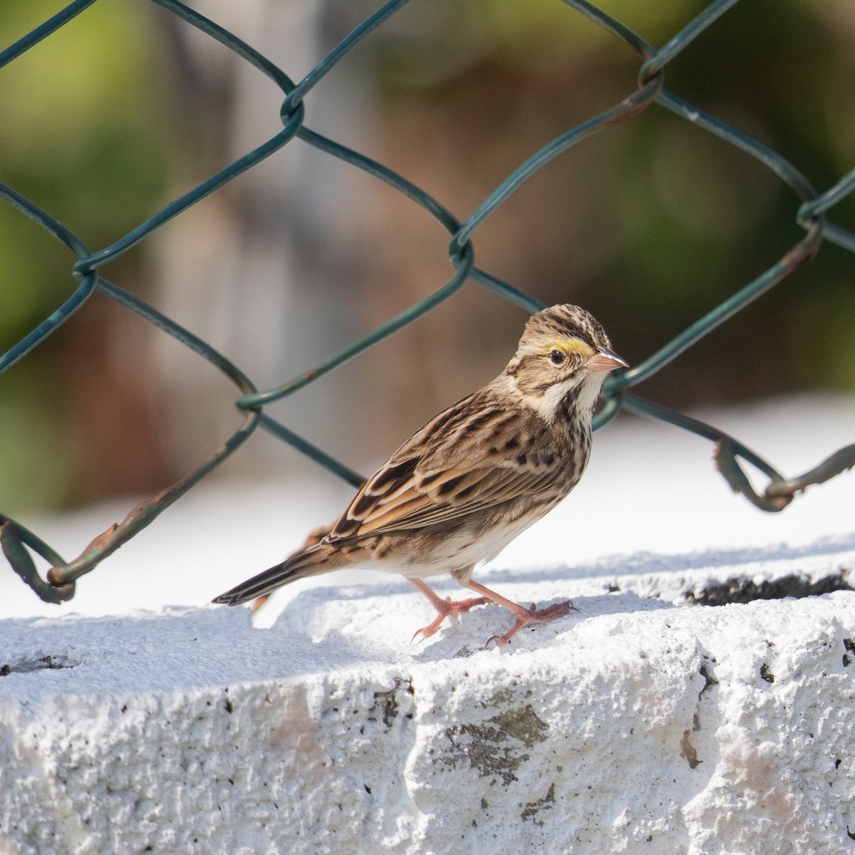 Savannah Sparrow - ML613945461