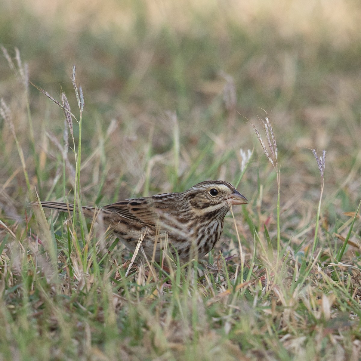 Savannah Sparrow - ML613945491