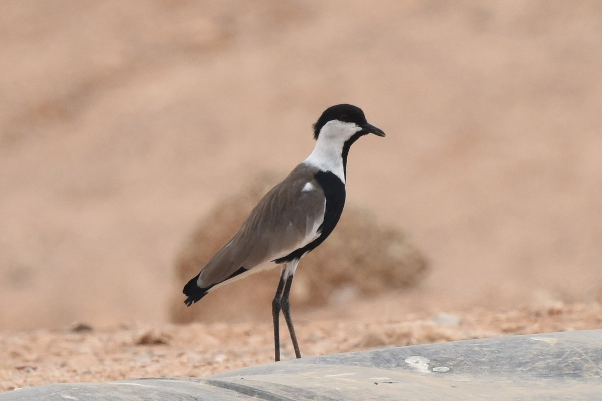 Spur-winged Lapwing - ML613945538