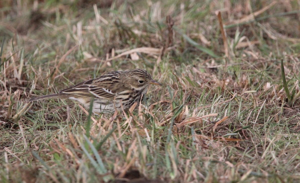Meadow Pipit - ML613945539