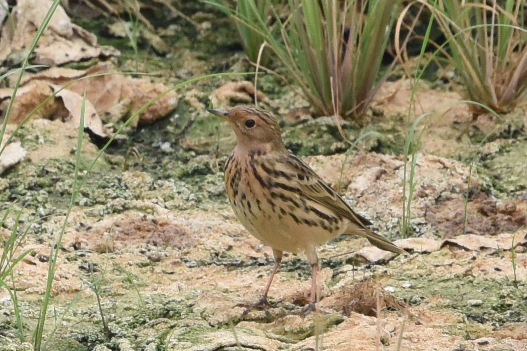 Red-throated Pipit - ML613945540