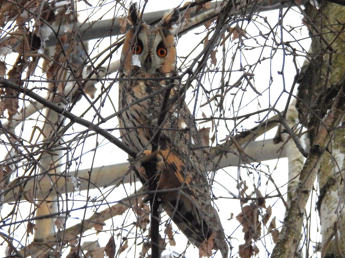 Long-eared Owl (Eurasian) - ML613945563