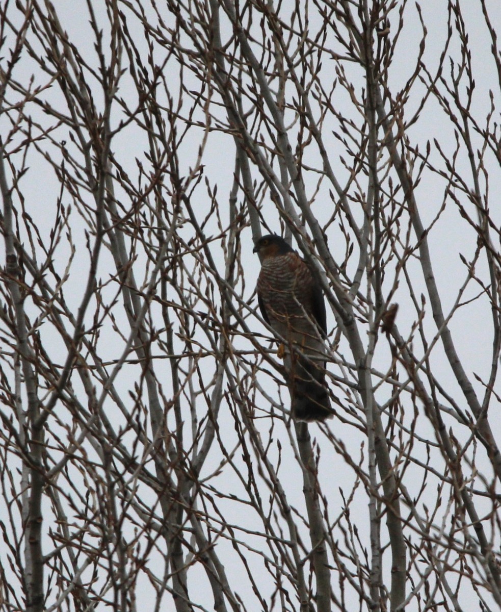 Eurasian Sparrowhawk - ML613945572