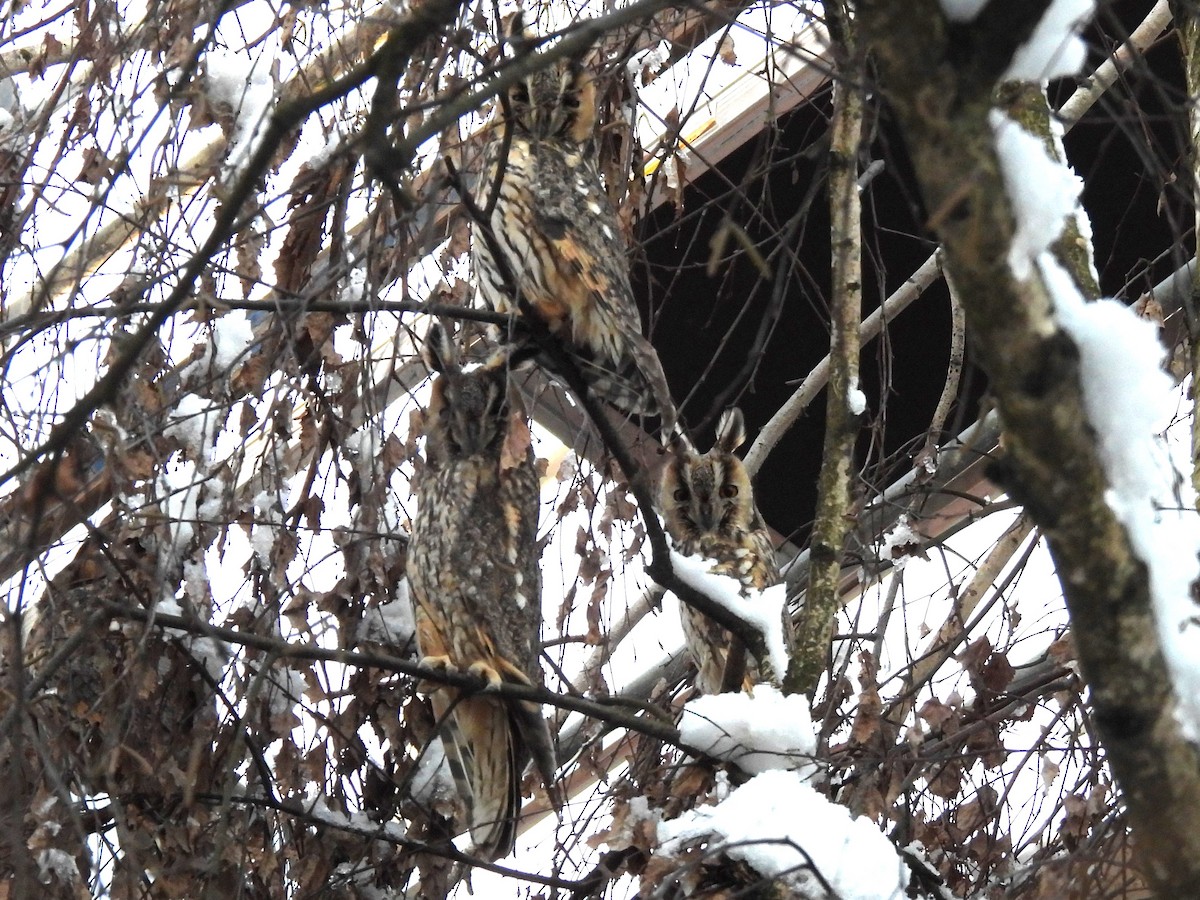 Long-eared Owl (Eurasian) - ML613945642