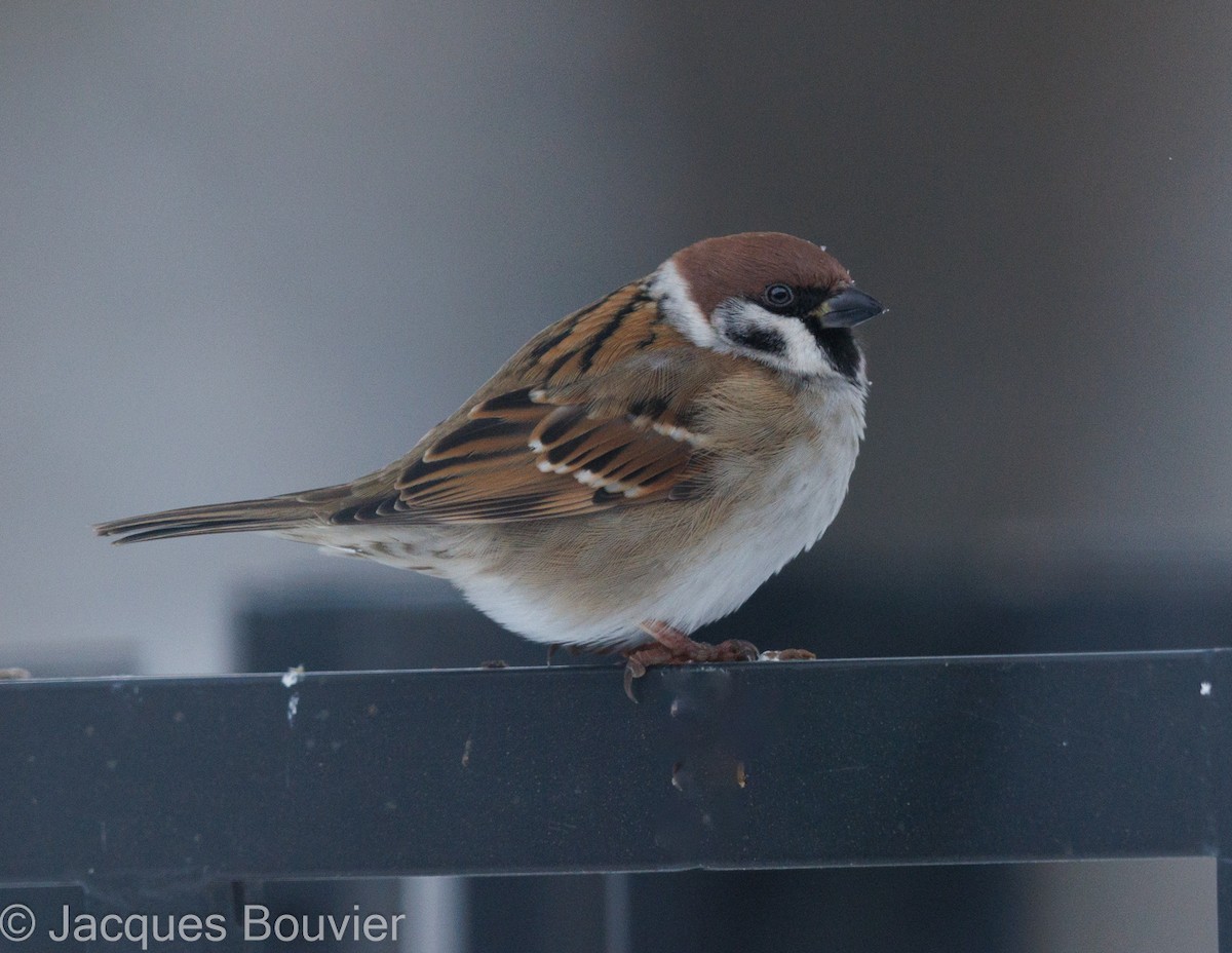 Eurasian Tree Sparrow - Jacques Bouvier