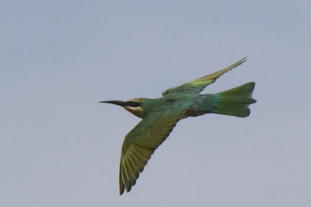Blue-cheeked Bee-eater - ML613945940