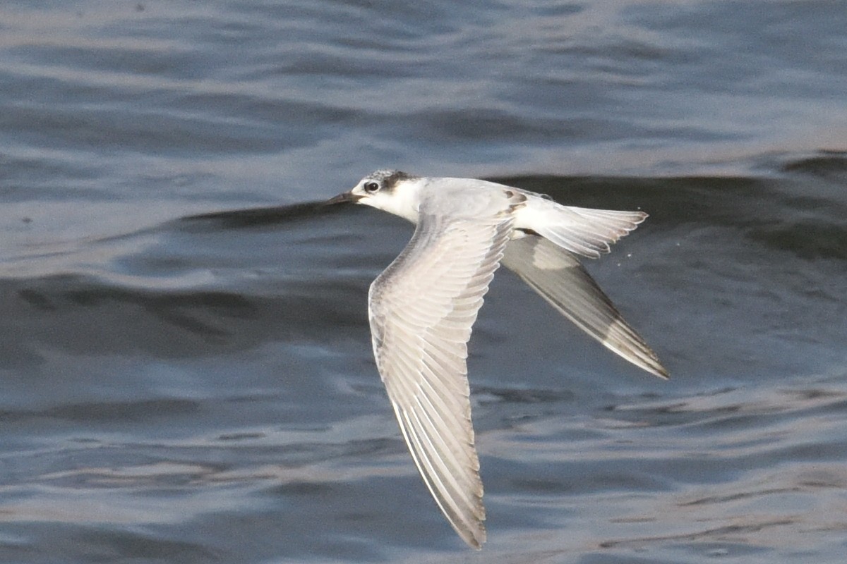 White-winged Tern - ML613945968