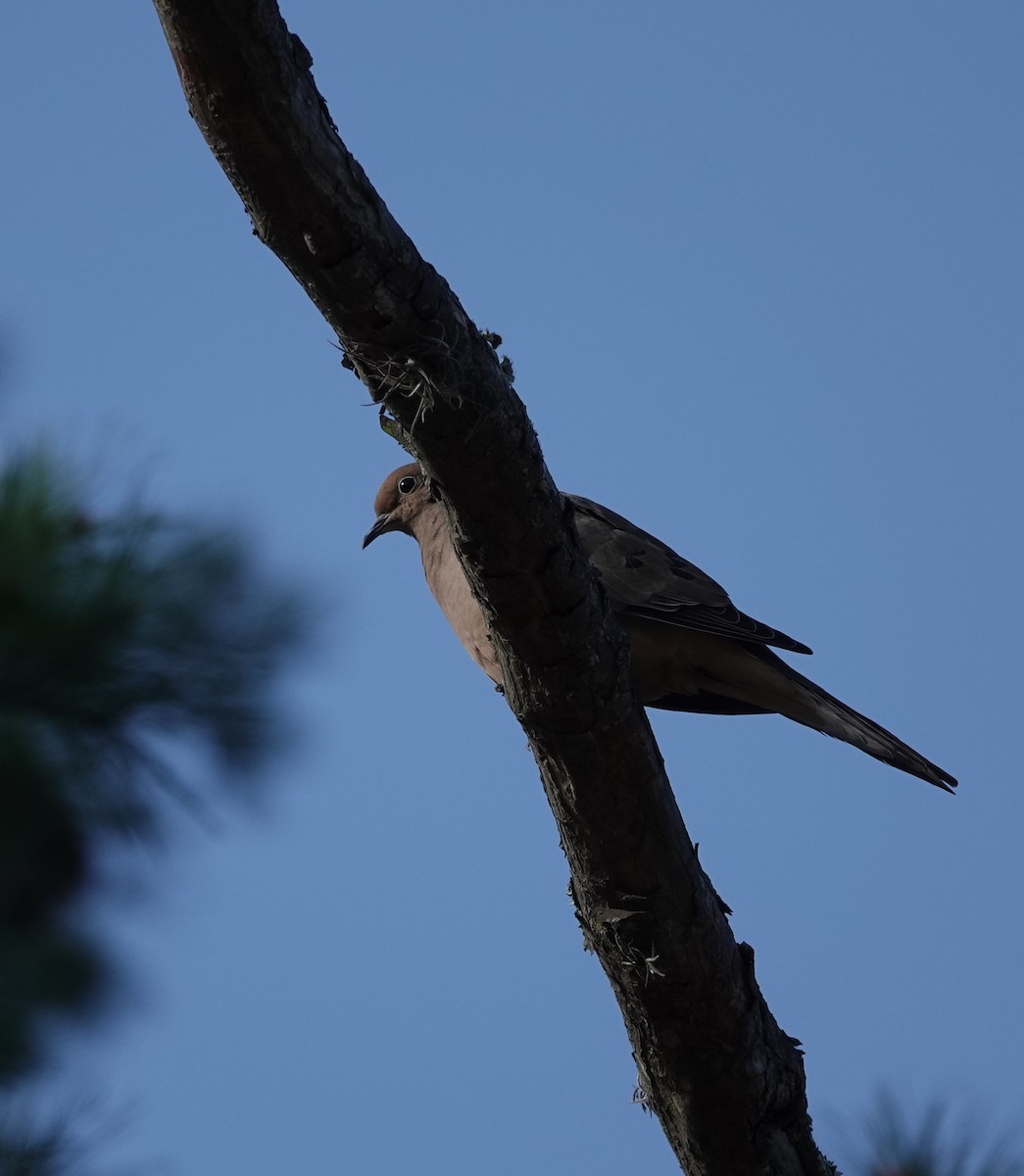 EBird Checklist 24 Jan 2024 Key Vista Nature Park 37 Species   1200