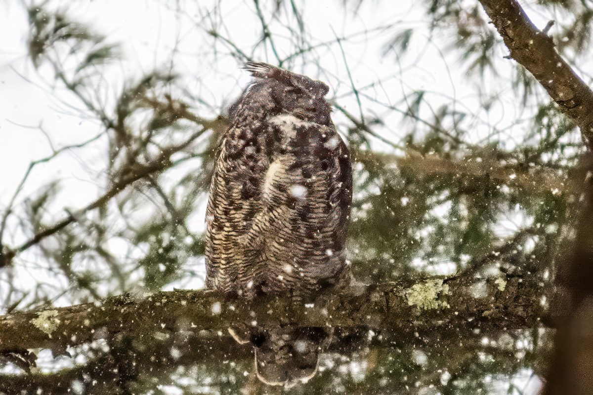Great Horned Owl - ML613946243
